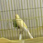 كناري ذكر حريقه تم البيع الله يباركله