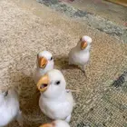 فروخ ببغاء روز هدد