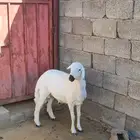 ذبايح للبيع مع الذبح والتوصيل