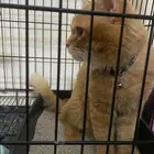 قطط - متجر