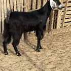 رباع حايل سمين مابعد استالدت