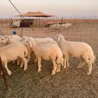 ذبايح حري طليان رخال جدة طريق بريمان بجوار المخيمات