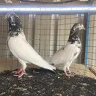 تيدي و  رام