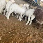 ذبايح نعيمي نجدي حري تيوس يوجد خدمه ذبح وتوصيل