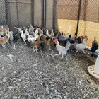 دجاج بلدي عمر 4شهور