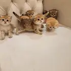 انتاج كتن سكوتش مستوى عالي ( تم البيع )