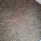 بذور رودس بلدي