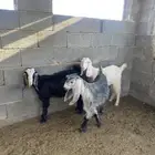 ثلاث جفار وتيس