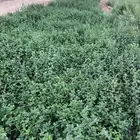 نعناع