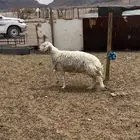 للبيع نعجه