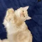 قطه شيرازي للبيع