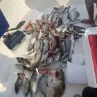 رحلات بحرية وصيد