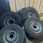 جنوط تبلس صيني