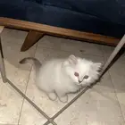 اربع قطط للبيع