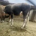 ثور مشروع فحل