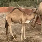 قعود