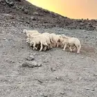 طليان حريات