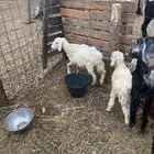 اربعه عروض