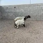 نعجه نعيميه والد