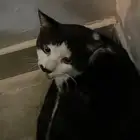 قط بلدي للانقاذ والتبني