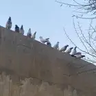 حمام باكستاني