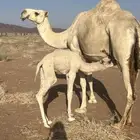ابل قعدان