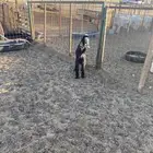 الشميسي البوابه