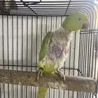انثى دره متكلمه (تم البيع)