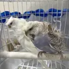 زوج هوقو دبل كرست دبل وردات