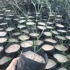 شتلات ارطى تبدا من 1.5  الى 3