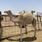 حاشي للبيع على حليبي امه