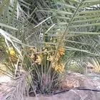خلاص القصيم