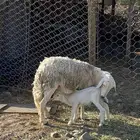 ضأن حرش مواليد