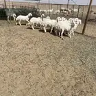 رخال حريات