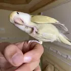 روز اليف ومفطوم