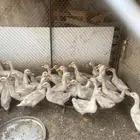 بط بكيني عمره من 3 شهور وفوق