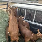 ذبايح مرابي عسير لدينا تابي وتمارا