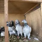 باكستاني