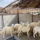 رخال للبيع