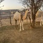 حاشي لبيع قعود