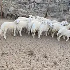الشميسي طريق الخواجات قبل حوش الجابري يسار