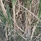 قصب سكر البيع حبه كبير ماشالله