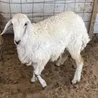 حريه جذعه