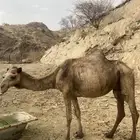 ناقه للبيع