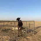 حاشي للبيع العمر من 7 -8 شهور