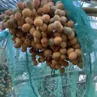فراخة نخل برحي مستوى فاخر