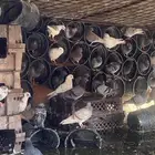 للبيع حمام عدي العددتغريب 40زوج يزود او ينقص