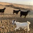 معزاء مضاريع