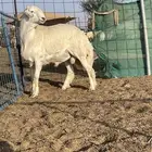 مشروع فحل حري كفو تم البيع