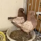 زوج كنق مودنا ارجنت